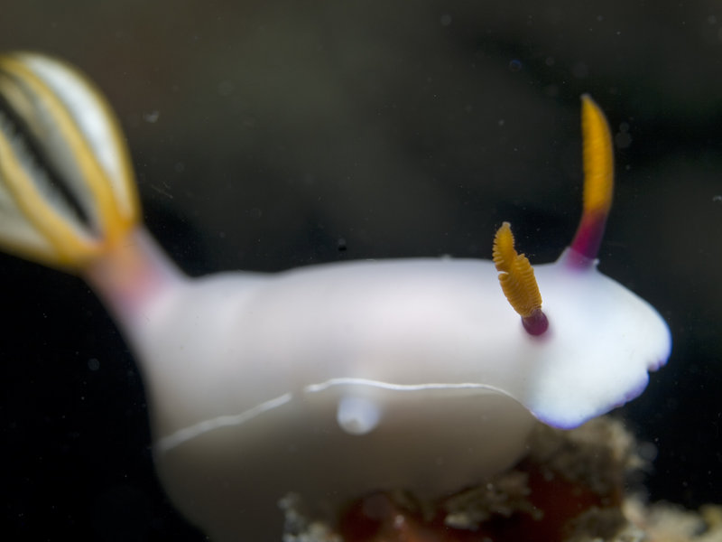 Nudibranch, Mabul, Artificial Reef